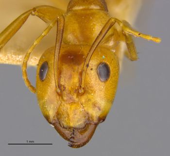 Media type: image;   Entomology 21588 Aspect: head frontal view